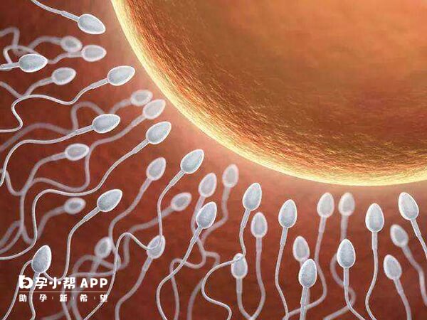 試管嬰兒既可以解決弱精問題也可以解決多囊問題