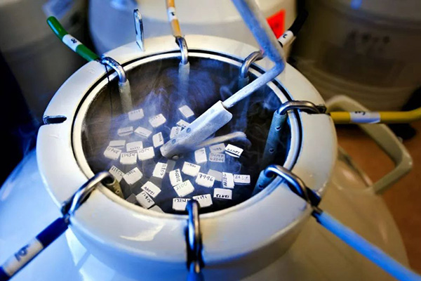 凍卵復甦成功率並不低