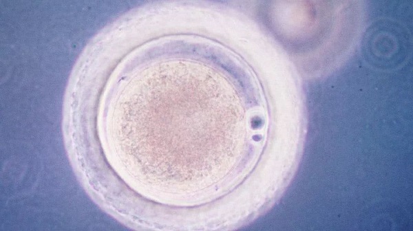 打絨促針有破卵的效果