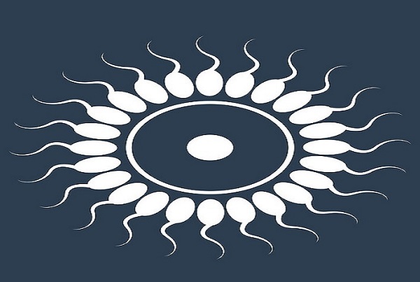 試管成功率受卵巢情況影響