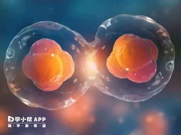 試管嬰兒龍鳳胎費用