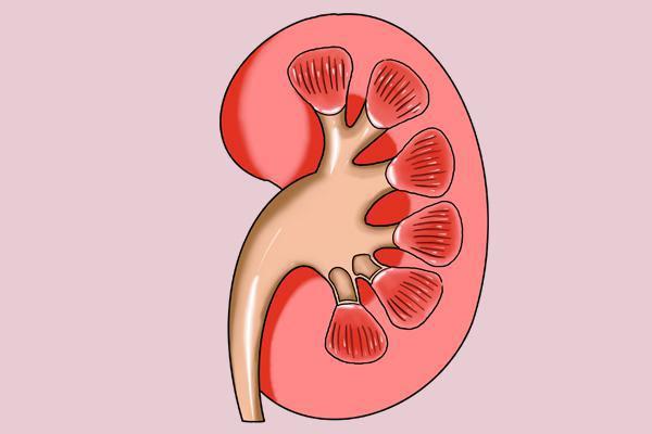 腎上腺可分泌dhea