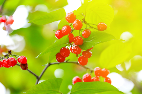 櫻桃可以促進雌激素分泌