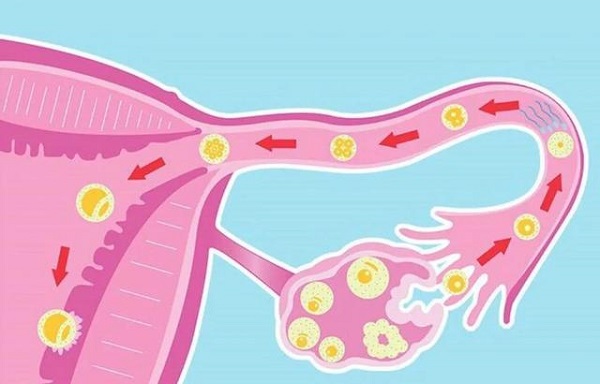 諾雷得有抑制雌孕激素分泌的作用