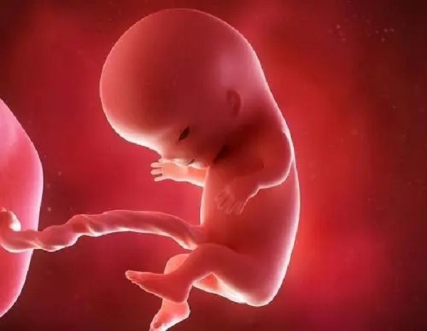 絨促性素可用於黃體功能不足引起的流產