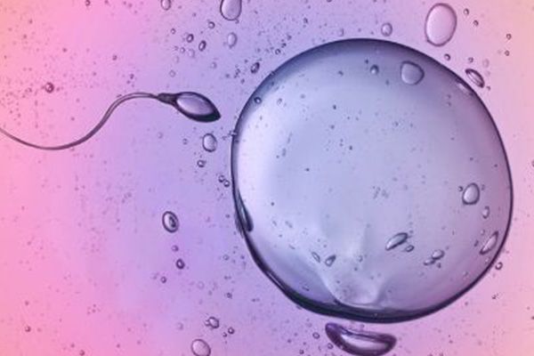 提高卵子質量有利於凍卵復甦