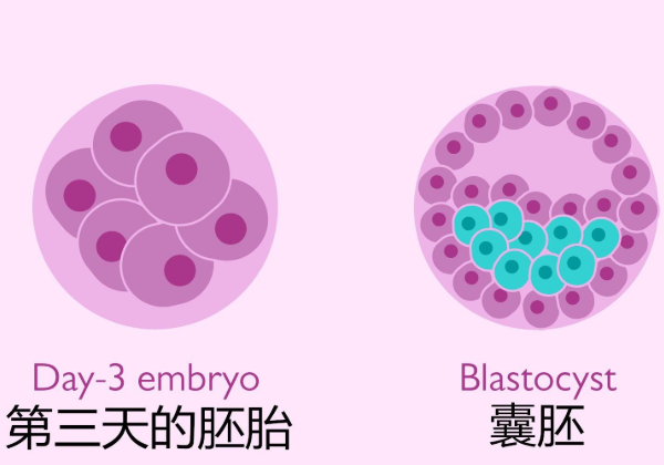 鲜胚就是第三天胚胎