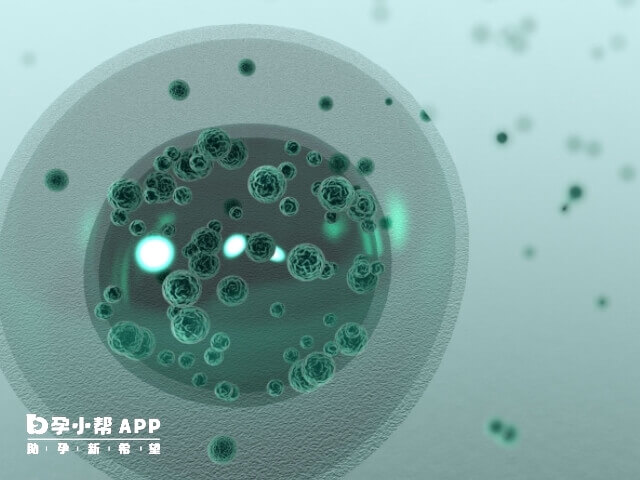 鮮卵質量比凍卵好