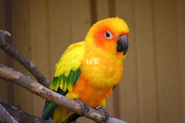 孕妇养鹦鹉要注意卫生