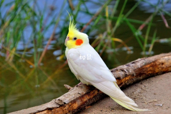 孕妇养鹦鹉有一定概率被感染
