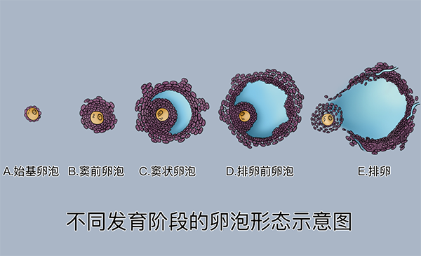 卵泡发育过程图
