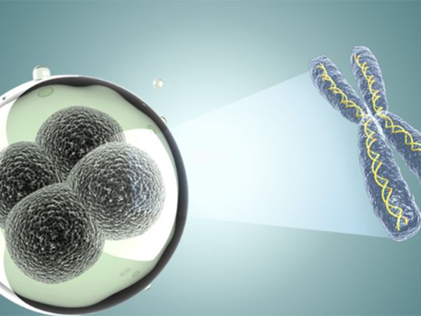 囊胚染色體異常不建議移植