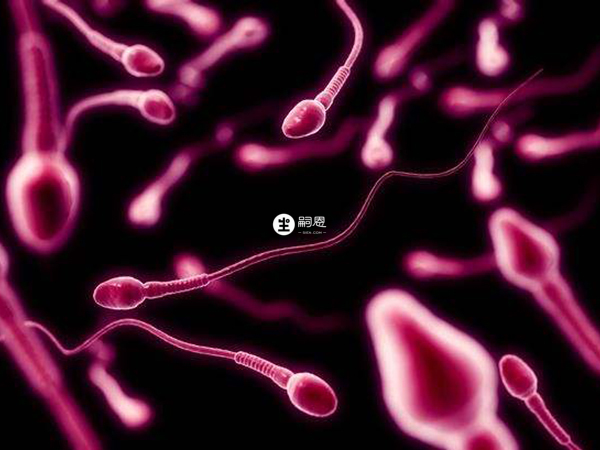 非梗阻性無精症是機體不產生精子