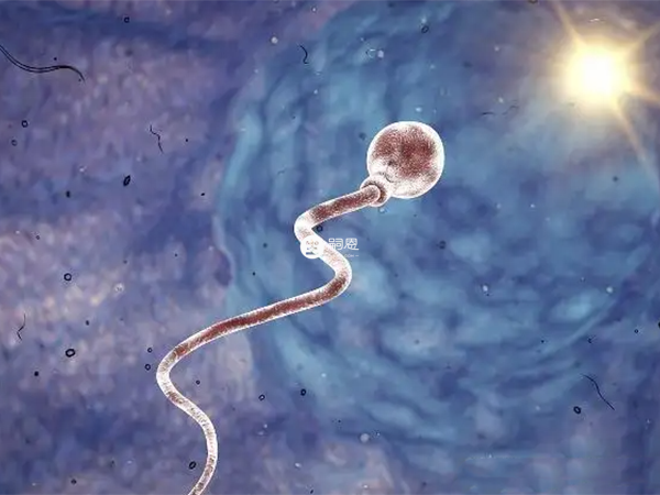 d級精子只能在原地活動