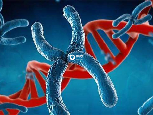 羅氏易位建議做三代試管避免遺傳