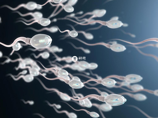 艾澤對精子生成有一定作用