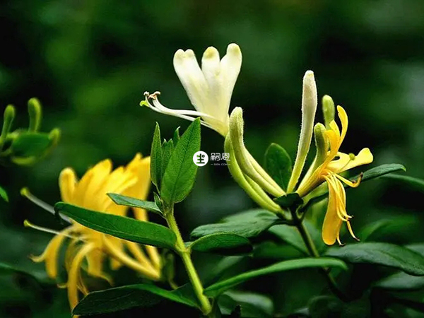 在日常生活中也可用金银花治疗
