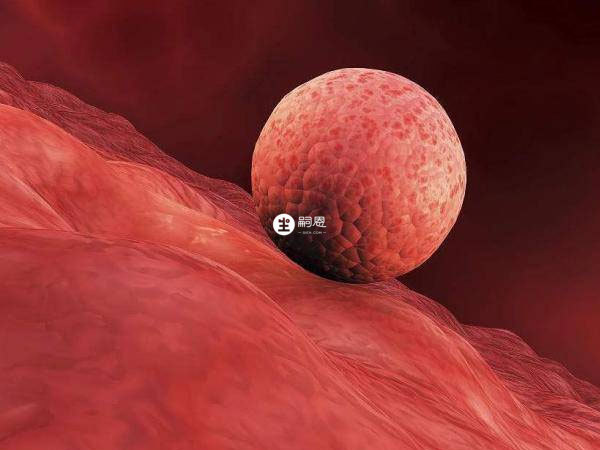 卵泡長到18mm左右會排出