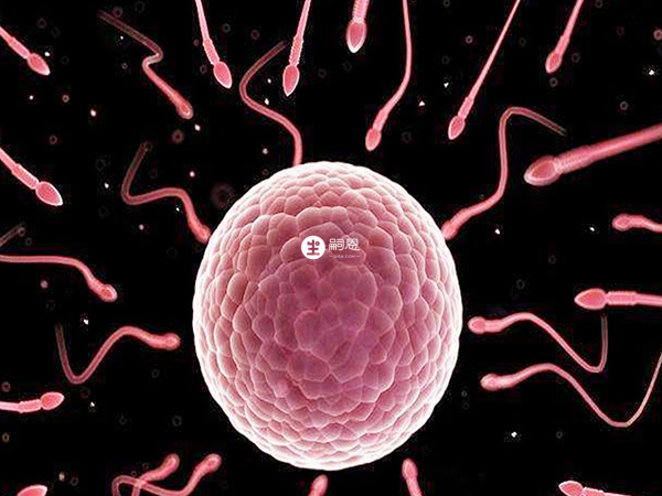 美卓樂可幫助試管嬰兒移植後的胚胎著床