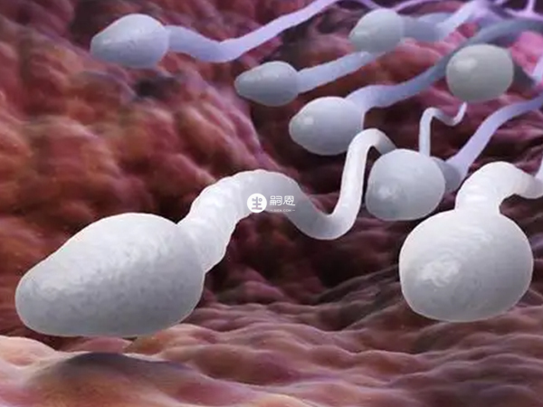 輸精管是運送精子的