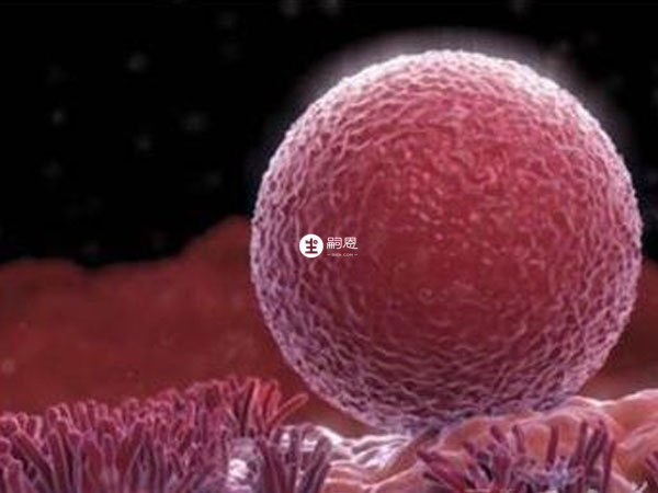 卵子不受乙肝感染