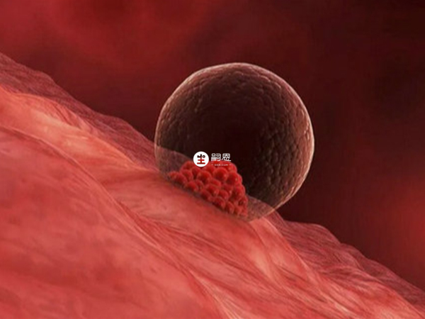 黃體功能不全會影響受精卵著床