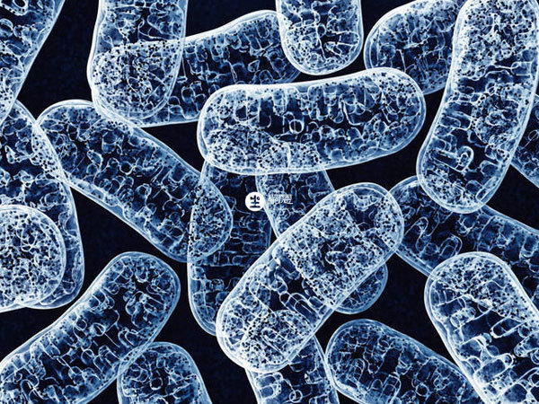 PQQ可以改善線粒體功能