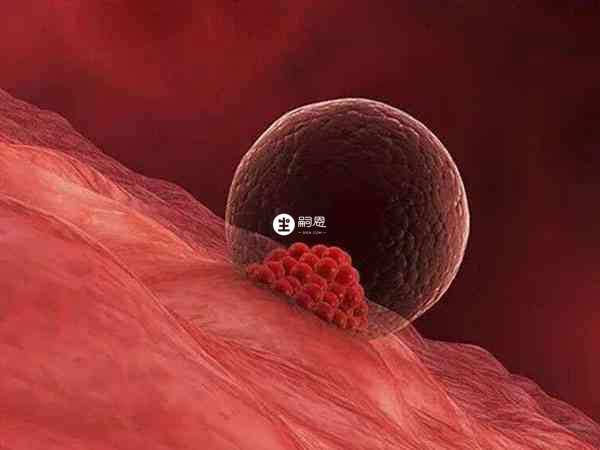 子宮環境會影響胚胎著床