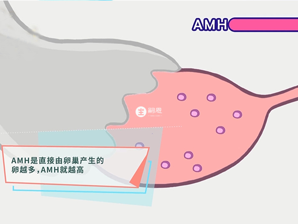 amh代表卵泡數量