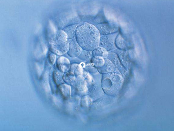 達到質量標準的鮮胚移植成功率更高