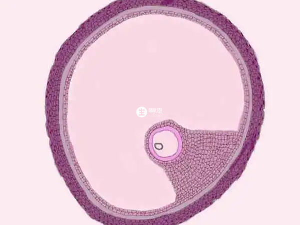 卵泡長大不破黃素化