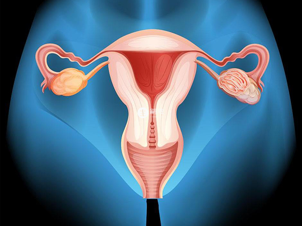 高齡女性子宮衰老是不可逆的