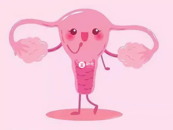 子宮是用來培育受精卵的場所