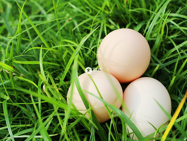 可以將雞蛋和益母草加水共燉