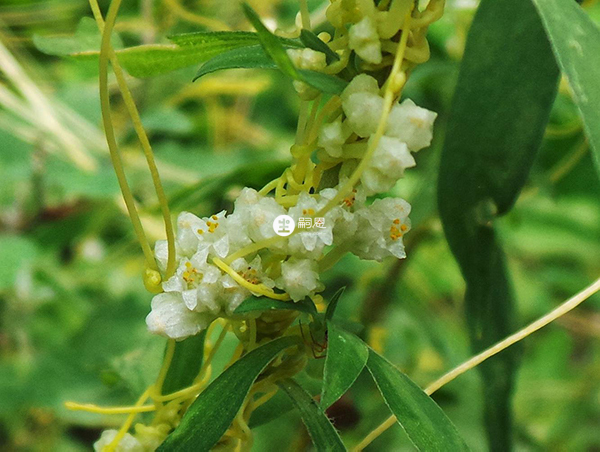 滋腎育胎丸的主要成份有菟絲子
