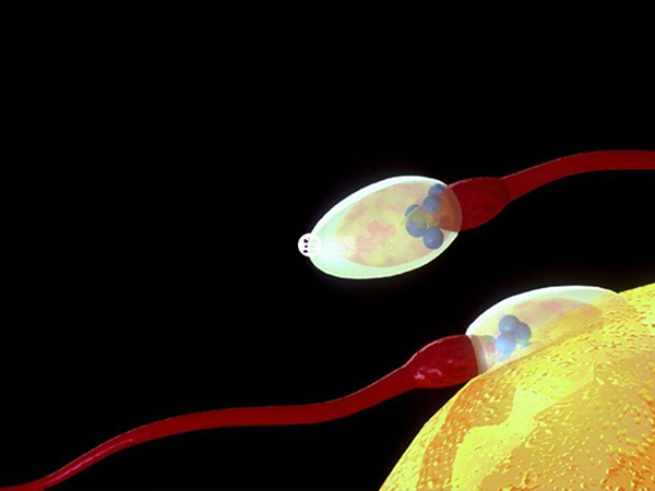 給患者提供的精子都是質量優質的精子