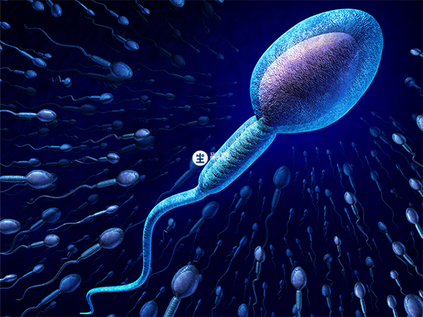 國內是會對精子庫中的精子分檔次