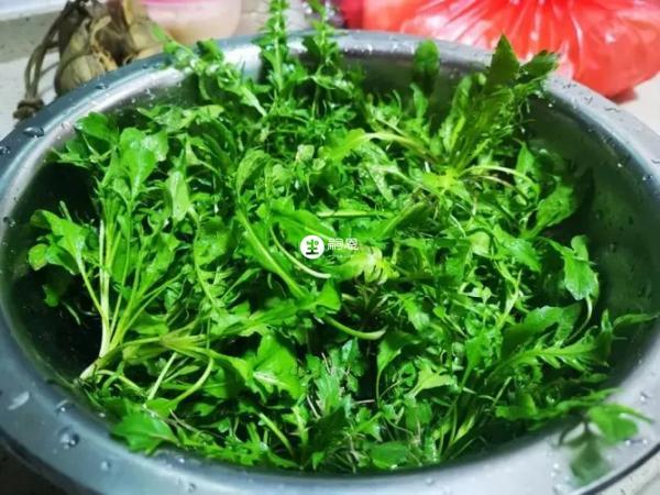 荠菜煮鸡蛋中主要食材之一就是鸡蛋