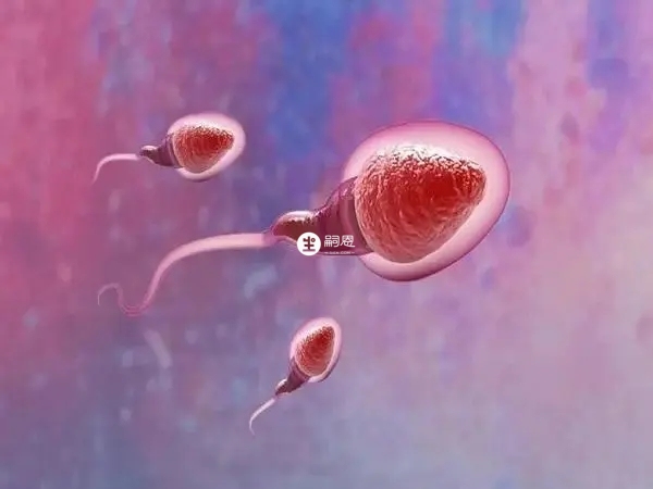 男性精子不好会导致二代试管养囊失败