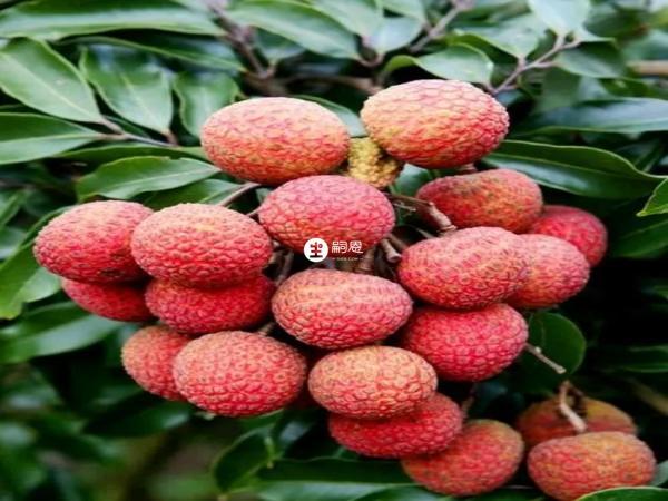 做試管的女性不要吃荔枝