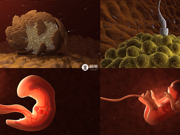 多囊卵巢綜合症患者經過治療後受孕率有80%左右