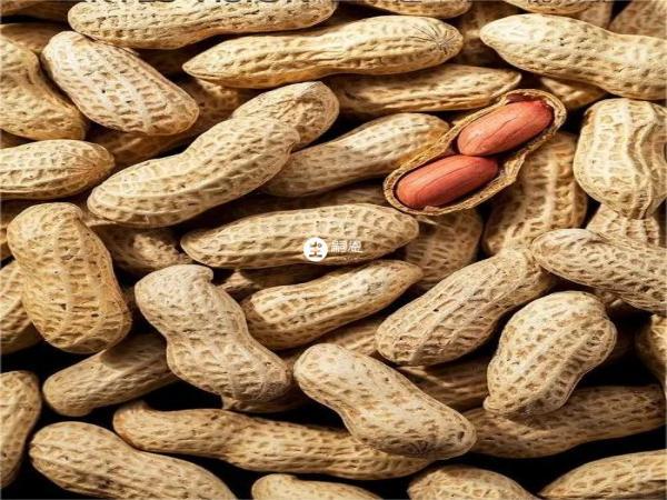 四種堅果孕婦禁吃