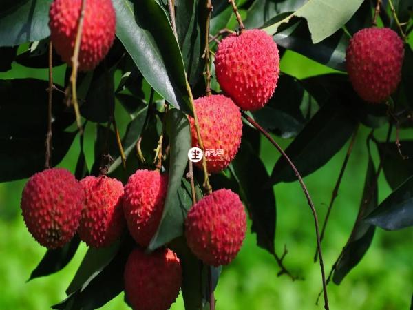 怀孕后不宜过量食用荔枝