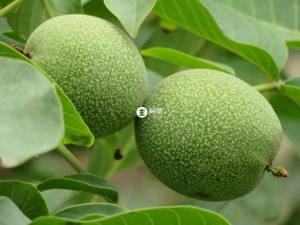 蛋白質過敏者不能吃核桃