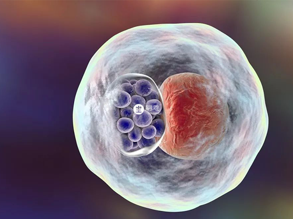 胚胎質量越好,懷孕的機率也就越大