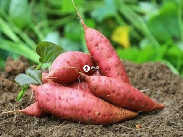 地瓜也有一些禁忌类食物