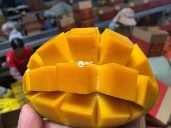 芒果也有一些禁忌食物