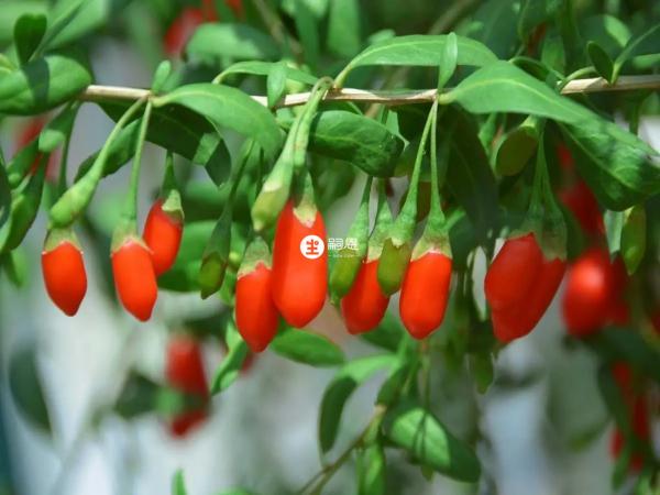 枸杞有養生的作用