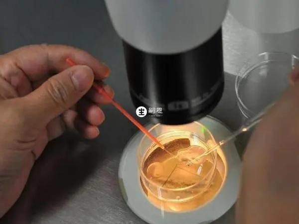 43歲的試管成功率較低