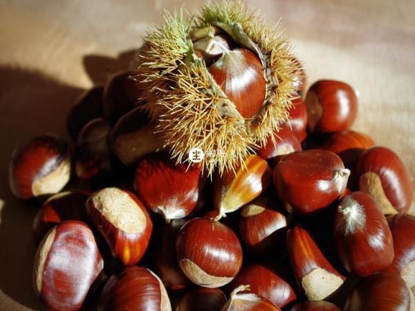 吃完牛肉不能吃栗子